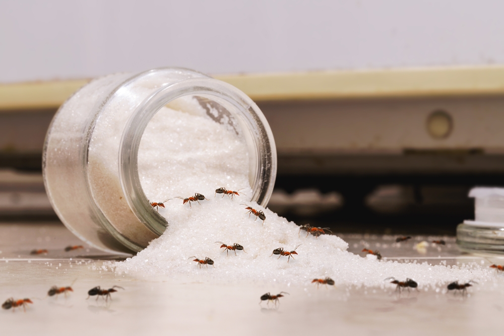 7 spôsobov prevencie proti mravcom v dome